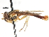  ( - CNC DIPTERA 75609)  @11 [ ] CreativeCommons - Attribution (2011) CNC/CBG Photography Group Centre for Biodiversity Genomics
