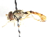  ( - CNC DIPTERA 75640)  @13 [ ] CreativeCommons - Attribution (2011) CNC/CBG Photography Group Centre for Biodiversity Genomics