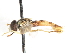  ( - CNC DIPTERA 75642)  @13 [ ] CreativeCommons - Attribution (2011) CNC/CBG Photography Group Centre for Biodiversity Genomics