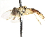  ( - CNC DIPTERA 75674)  @13 [ ] CreativeCommons - Attribution (2011) CNC/CBG Photography Group Centre for Biodiversity Genomics