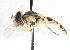  ( - CNC DIPTERA 75676)  @13 [ ] CreativeCommons - Attribution (2011) CNC/CBG Photography Group Centre for Biodiversity Genomics