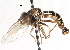  ( - CNC DIPTERA 76123)  @13 [ ] CreativeCommons - Attribution (2011) CNC/CBG Photography Group Centre for Biodiversity Genomics