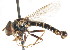  ( - CNC DIPTERA 76129)  @14 [ ] CreativeCommons - Attribution (2011) CNC/CBG Photography Group Centre for Biodiversity Genomics
