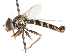  ( - CNC DIPTERA 76130)  @13 [ ] CreativeCommons - Attribution (2011) CNC/CBG Photography Group Centre for Biodiversity Genomics
