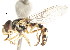  ( - CNC DIPTERA 76214)  @12 [ ] CreativeCommons - Attribution (2011) CNC/CBG Photography Group Centre for Biodiversity Genomics