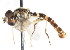  ( - CNC DIPTERA 76330)  @12 [ ] CreativeCommons - Attribution (2011) CNC/CBG Photography Group Centre for Biodiversity Genomics