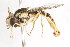  ( - CNC DIPTERA 77049)  @11 [ ] CreativeCommons - Attribution (2011) CNC/CBG Photography Group Centre for Biodiversity Genomics