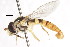  ( - CNC DIPTERA 77052)  @11 [ ] CreativeCommons - Attribution (2011) CNC/CBG Photography Group Centre for Biodiversity Genomics