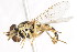  (Sphaerophoria sulphuripes - CNC DIPTERA 77058)  @13 [ ] CreativeCommons - Attribution (2011) CNC/CBG Photography Group Centre for Biodiversity Genomics