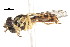  ( - CNC DIPTERA 77059)  @12 [ ] CreativeCommons - Attribution (2011) CNC/CBG Photography Group Centre for Biodiversity Genomics