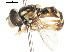  ( - CNC DIPTERA 77060)  @13 [ ] CreativeCommons - Attribution (2011) CNC/CBG Photography Group Centre for Biodiversity Genomics
