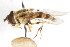  ( - CNC DIPTERA 78663)  @13 [ ] CreativeCommons - Attribution (2011) CNC/CBG Photography Group Centre for Biodiversity Genomics