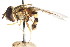  ( - CNC DIPTERA 78687)  @13 [ ] CreativeCommons - Attribution (2011) CNC/CBG Photography Group Centre for Biodiversity Genomics