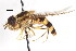  ( - CNC DIPTERA 78728)  @13 [ ] CreativeCommons - Attribution (2011) CNC/CBG Photography Group Centre for Biodiversity Genomics