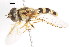  ( - CNC DIPTERA 78729)  @13 [ ] CreativeCommons - Attribution (2011) CNC/CBG Photography Group Centre for Biodiversity Genomics