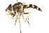  ( - CNC DIPTERA 78765)  @11 [ ] CreativeCommons - Attribution (2011) CNC/CBG Photography Group Centre for Biodiversity Genomics