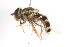  ( - CNC DIPTERA 78841)  @11 [ ] CreativeCommons - Attribution (2011) CNC/CBG Photography Group Centre for Biodiversity Genomics