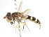  ( - CNC DIPTERA 78966)  @11 [ ] CreativeCommons - Attribution (2011) CNC/CBG Photography Group Centre for Biodiversity Genomics