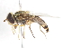  ( - CNC DIPTERA 78981)  @11 [ ] CreativeCommons - Attribution (2011) CNC/CBG Photography Group Centre for Biodiversity Genomics