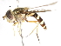  ( - CNC DIPTERA 78987)  @11 [ ] CreativeCommons - Attribution (2011) CNC/CBG Photography Group Centre for Biodiversity Genomics