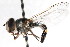  ( - CNC DIPTERA 83004)  @12 [ ] CreativeCommons - Attribution (2011) CNC/CBG Photography Group Centre for Biodiversity Genomics