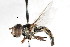  ( - CNC DIPTERA 83009)  @12 [ ] CreativeCommons - Attribution (2011) CNC/CBG Photography Group Centre for Biodiversity Genomics