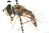  ( - HP250)  @14 [ ] CreativeCommons - Attribution (2011) CNC/CBG Photography Group Centre for Biodiversity Genomics