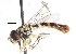  ( - HP50)  @13 [ ] CreativeCommons - Attribution (2011) CNC/CBG Photography Group Centre for Biodiversity Genomics