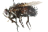  ( - CNC DIPTERA 103914)  @14 [ ] CreativeCommons - Attribution (2011) CNC/CBG Photography Group Centre for Biodiversity Genomics