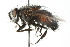  ( - CNC DIPTERA 103915)  @13 [ ] CreativeCommons - Attribution (2011) CNC/CBG Photography Group Centre for Biodiversity Genomics
