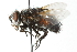  ( - CNC DIPTERA 103916)  @14 [ ] CreativeCommons - Attribution (2011) CNC/CBG Photography Group Centre for Biodiversity Genomics