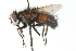  ( - CNC DIPTERA 103917)  @14 [ ] CreativeCommons - Attribution (2011) CNC/CBG Photography Group Centre for Biodiversity Genomics