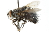  ( - CNC DIPTERA 103923)  @14 [ ] CreativeCommons - Attribution (2011) CNC/CBG Photography Group Centre for Biodiversity Genomics