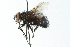  ( - CNC DIPTERA 103924)  @13 [ ] CreativeCommons - Attribution (2011) CNC/CBG Photography Group Centre for Biodiversity Genomics