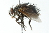  ( - CNC DIPTERA 103925)  @13 [ ] CreativeCommons - Attribution (2011) CNC/CBG Photography Group Centre for Biodiversity Genomics