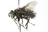  (Leschenaultia exul - CNC DIPTERA 103928)  @14 [ ] CreativeCommons - Attribution (2011) CNC/CBG Photography Group Centre for Biodiversity Genomics