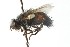  ( - CNC DIPTERA 103931)  @13 [ ] CreativeCommons - Attribution (2011) CNC/CBG Photography Group Centre for Biodiversity Genomics
