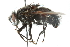  ( - CNC DIPTERA 103938)  @13 [ ] CreativeCommons - Attribution (2011) CNC/CBG Photography Group Centre for Biodiversity Genomics