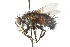  (Leschenaultia halisidotae - CNC DIPTERA 103941)  @14 [ ] CreativeCommons - Attribution (2011) CNC/CBG Photography Group Centre for Biodiversity Genomics