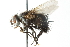  (Leschenaultia reinhardi - CNC DIPTERA 103951)  @14 [ ] CreativeCommons - Attribution (2011) CNC/CBG Photography Group Centre for Biodiversity Genomics