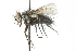  ( - CNC DIPTERA 103962)  @12 [ ] CreativeCommons - Attribution (2011) CNC/CBG Photography Group Centre for Biodiversity Genomics