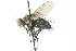  ( - CNC DIPTERA 103963)  @13 [ ] CreativeCommons - Attribution (2011) CNC/CBG Photography Group Centre for Biodiversity Genomics