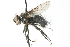  ( - CNC DIPTERA 103965)  @13 [ ] CreativeCommons - Attribution (2011) CNC/CBG Photography Group Centre for Biodiversity Genomics