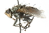  ( - CNC DIPTERA 103971)  @14 [ ] CreativeCommons - Attribution (2011) CNC/CBG Photography Group Centre for Biodiversity Genomics