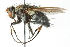  ( - CNC DIPTERA 103972)  @11 [ ] CreativeCommons - Attribution (2011) CNC/CBG Photography Group Centre for Biodiversity Genomics