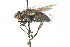  ( - CNC DIPTERA 103973)  @11 [ ] CreativeCommons - Attribution (2011) CNC/CBG Photography Group Centre for Biodiversity Genomics