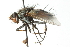  ( - CNC DIPTERA 103975)  @11 [ ] CreativeCommons - Attribution (2011) CNC/CBG Photography Group Centre for Biodiversity Genomics