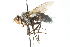  (Microphthalma disjuncta - CNC DIPTERA 103977)  @14 [ ] CreativeCommons - Attribution (2011) CNC/CBG Photography Group Centre for Biodiversity Genomics