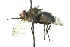  (Phantasiomyia - CNC DIPTERA 103985)  @13 [ ] CreativeCommons - Attribution (2011) CNC/CBG Photography Group Centre for Biodiversity Genomics