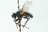  (Meigenia submissa - CNC DIPTERA 103991)  @14 [ ] CreativeCommons - Attribution (2011) CNC/CBG Photography Group Centre for Biodiversity Genomics